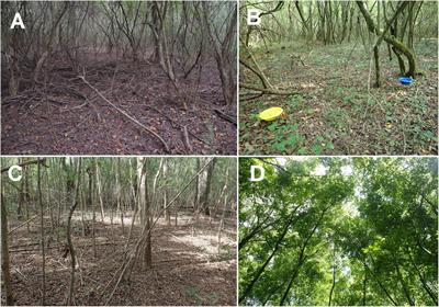 Decadal Patterns of Forest and Pollinator Recovery Following the Eradication of an Invasive Shrub